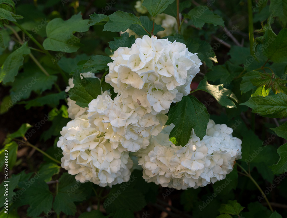 Floral. Closeup view of Hydrangea flowers of white petals spring blooming in the garden. Floral. Closeup view of Hydrangea flowers of white petals spring blooming in the garden.