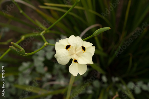 Fototapeta Naklejka Na Ścianę i Meble -  Exotic flowers blooming in the garden. Closeup view of Dietes bicolor, also known as Yellow Wild Iris, colorful flower, blooming in the park. 