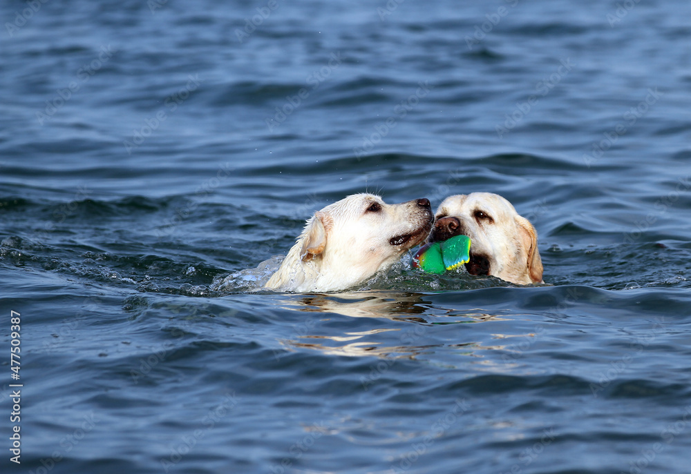 Fototapeta premium two nice sweet yellow labradors playing at the seashore