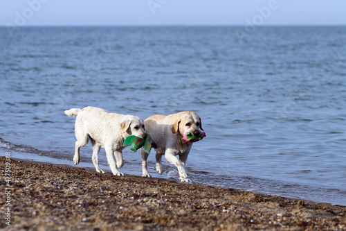 two lovely yellow labradors playing at the seashore