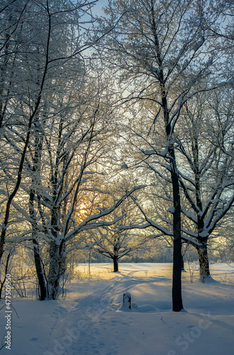 Nature. Beautiful winter landscape. Trees in the snow, a city park for recreation.