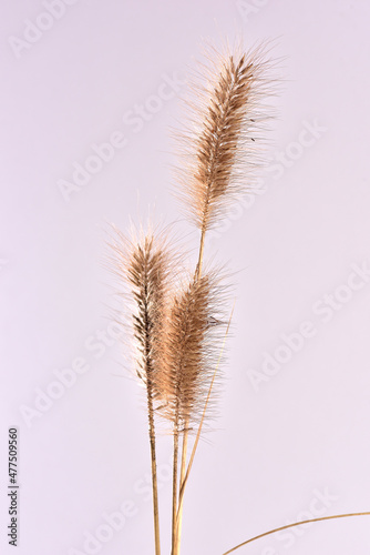 meadow grasses on white background