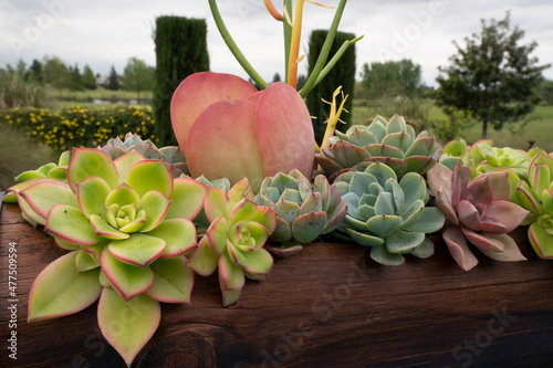 Decorative succulents. Closeup view of a succulent arrangement in a wooden container. Different species such as Aeonium, Echeveria, Euphorbia and Kalanchoe, with beautiful colors and textures. photo