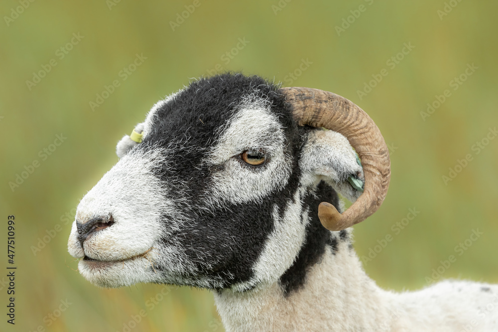 Close-up side head shot of a Swaledale sheep with curly horn facing left.  Swaledale sheep are a hardy breed, natice to North Yorkshire. Clean background.  Copyspace.