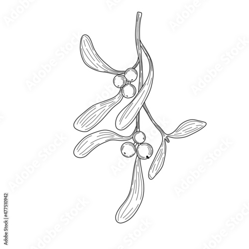 Sprigs of mistletoe in vector on isolated white background. Linear vector graphics