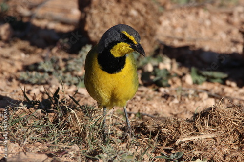 Bokmakierie, Addo Elephant Park photo