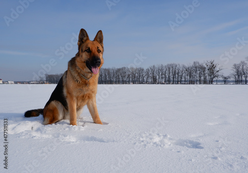 German shepherd sitting in the snow and looks up with intelligent brown big eyes. Walking with the animal in winter