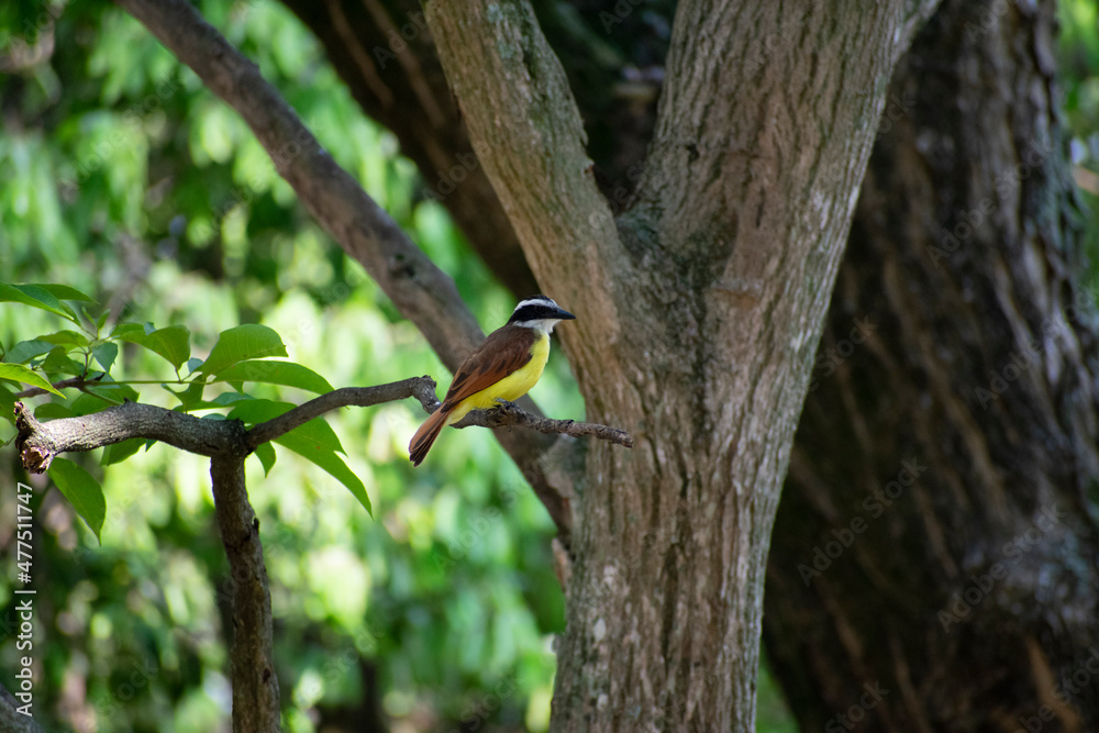 Fototapeta premium Pájaro Pecho Amarillo