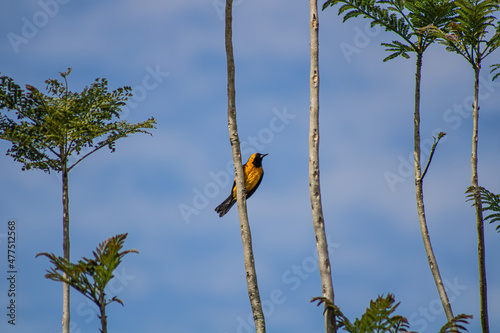 Toche macho (Icterus chrysater) en arbol de gualanday photo