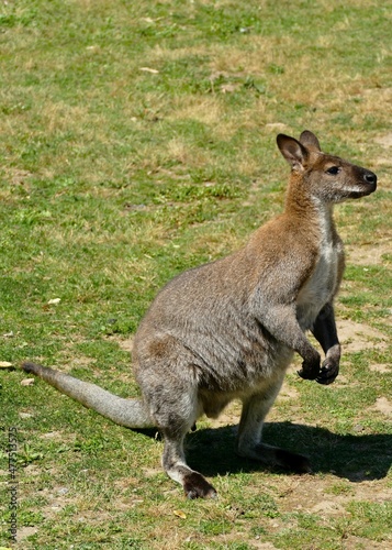 Kangourou wallaby vu de profile