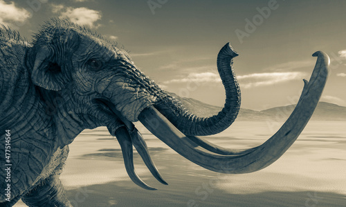 mammoth is angry in the desert after rain close up view © DM7