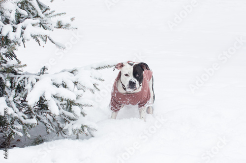 A dog on a walk in the winter forest. Man's friend