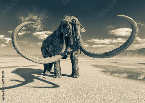 mammoth in the desert after rain is ready for action