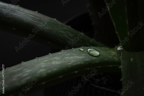Aloe vera with water drops