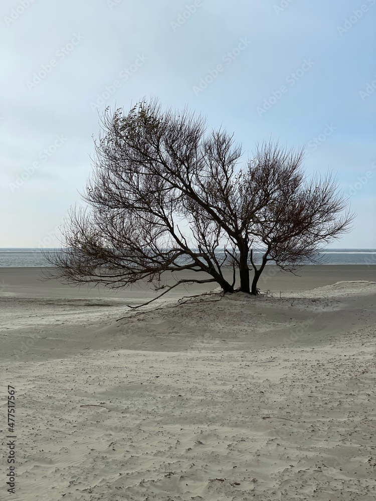 Dieser Baum ohne Laub steht am Strand des Nordbads der Insel Borkum