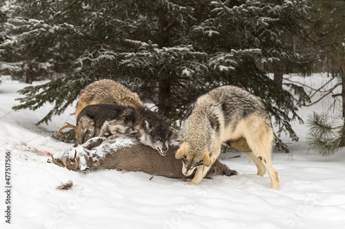 Black Phase Grey Wolf (Canis lupus) Snarls at Packmates Over Body of White-tail Deer Winter © geoffkuchera