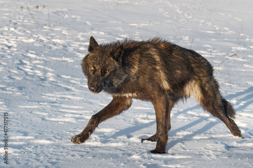 Black Phase Grey Wolf  Canis lupus  Walks Left in Field Head Tilted Winter