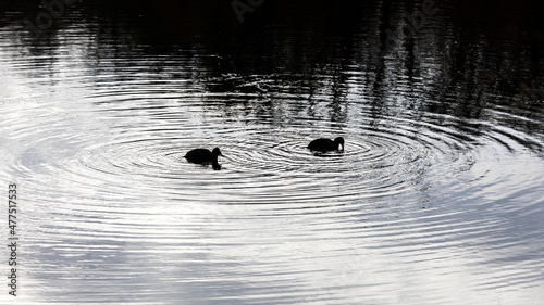 two small black ducks in a lake are producing concentric circular water ripples around. Interference of ripples. Strong reflection in water - almost monochrome