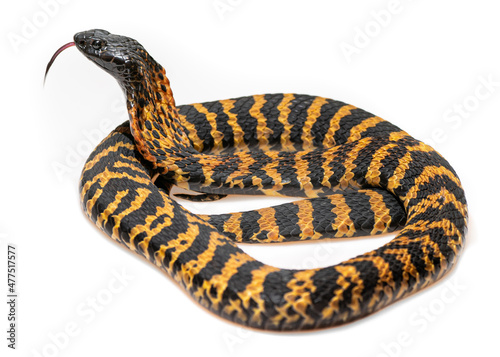 Rinkhals Snake on a white background