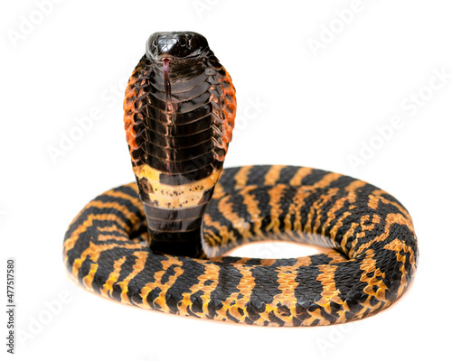Rinkhals Snake on white background standing hooded