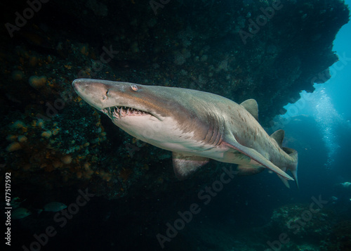 Sand Tiger Shark / Ragged Tooth on reef