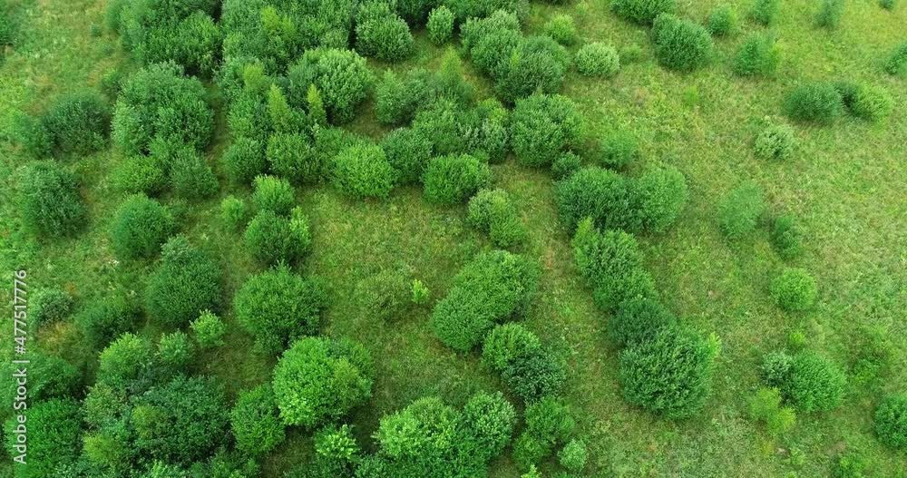 Flight over lush, green Willow bushes on a deserted meadow in Estonia, Northern Europe. Flight over lush, green Willow bushes on a deserted meadow in Estonia, Northern Europe.
