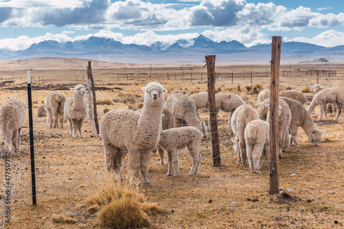alpacas eating and grazing in the Andes mountain range surrounded by snow-capped mountains and clouds with a blue sky illuminated with natural light in the heights of Peru in Latin America photo