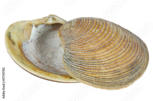 striped venus shell (Chamelaea striatula) from the Dutch North Sea coast isolated on white background