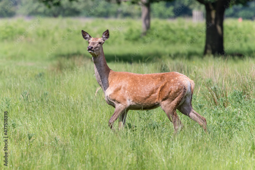 deer in the forest