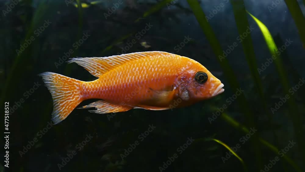 Goldfish in slow motion. Wild nature background. Exotic fish footage. Aquarium gold fish. Goldfish in slow motion. Wild nature background. Exotic fish footage. Aquarium gold fish.
