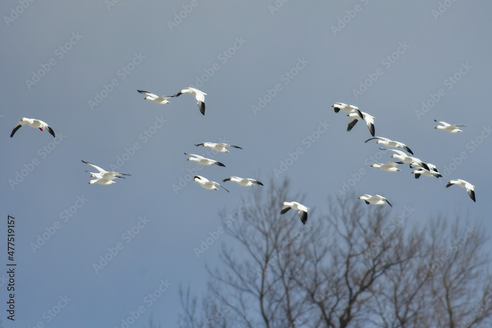 北からの真冬の渡り鳥　男鹿半島にやって来る雪の白い妖精　ハクガンの群れの飛翔