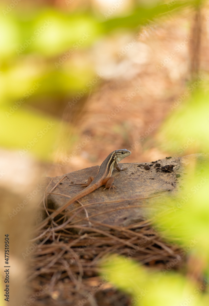 Obraz premium Psammodromus algirus or the Large Psammodromus lizard during hunting. Algarve, Portugal.