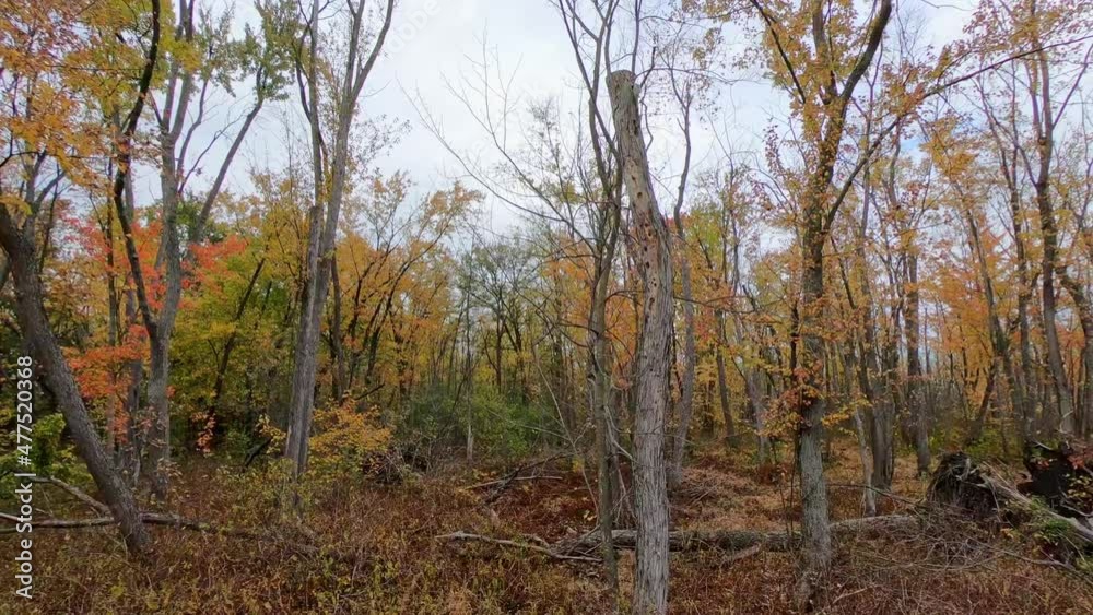 View of a weathered woodland with dead trees that have fallen into a swamp View of a weathered woodland with dead trees that have fallen into a swamp