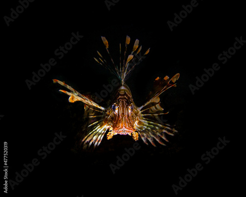 Lionfish black background 