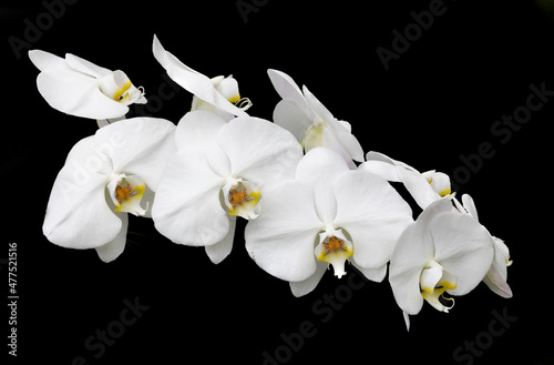 Fototapeta Naklejka Na Ścianę i Meble -  Phalaenopsis orchid against a black background