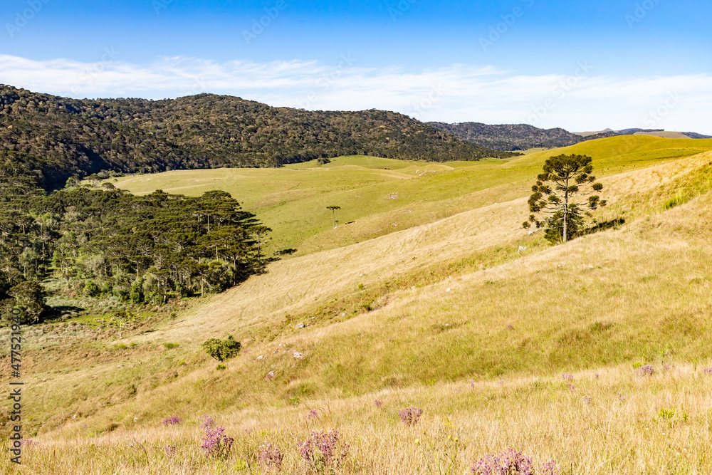 Fototapeta premium Farm field and Araucaria forest
