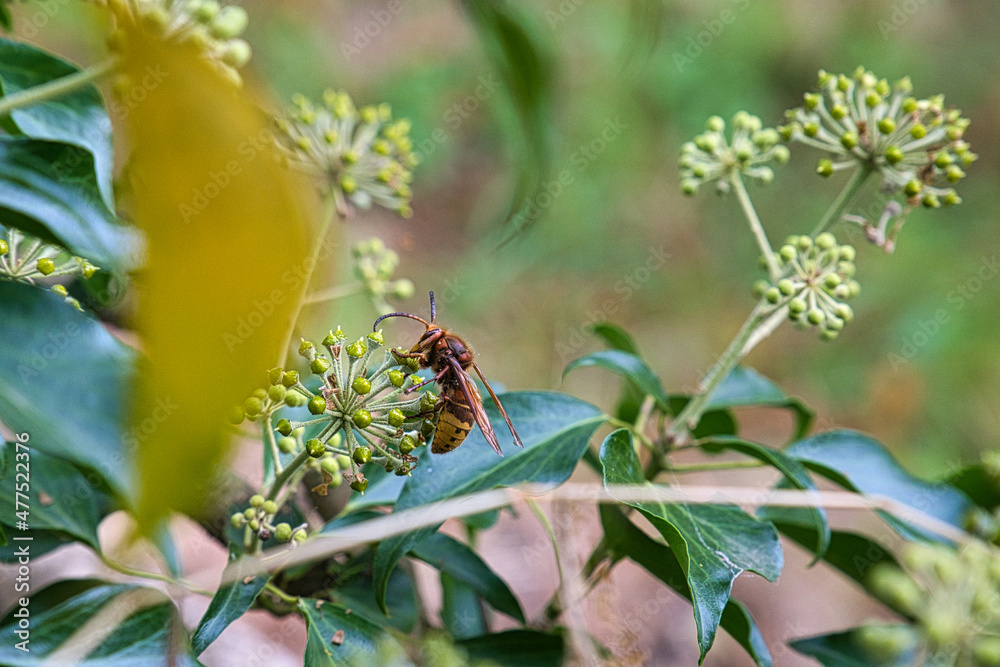 Fototapeta premium Hornisse im Herbst
