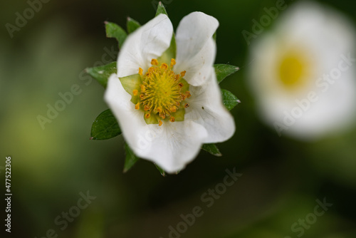 Strawberry bush. Close up of white flowers and green leaves. Flowering of industrial fruits.