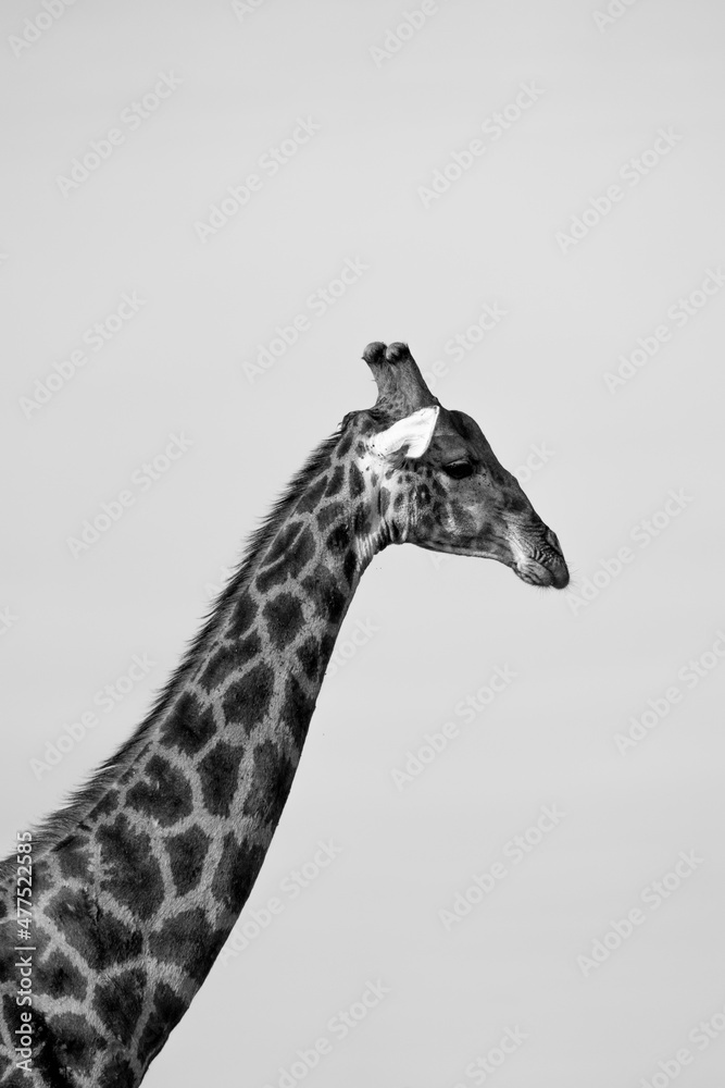Naklejka premium Portrait of a single giraffe taken in a national park in africa