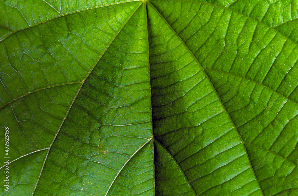 Close up of Tahongai, guest tree (Kleinhovia hospita), known as Timoho (Java, Indonesia) green leaves Close up of Tahongai, guest tree (Kleinhovia hospita), known as Timoho (Java, Indonesia) green leaves