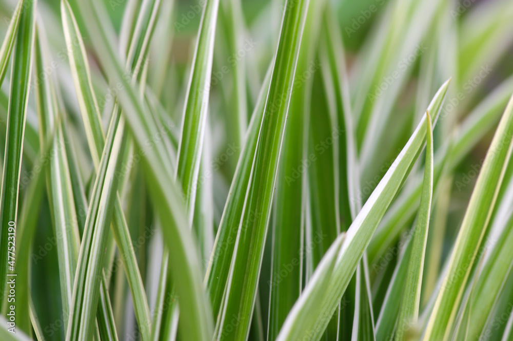 Defocused of Lili paris (Chlorophytum comosum) leaves, often called spider plant Defocused of Lili paris (Chlorophytum comosum) leaves, often called spider plant