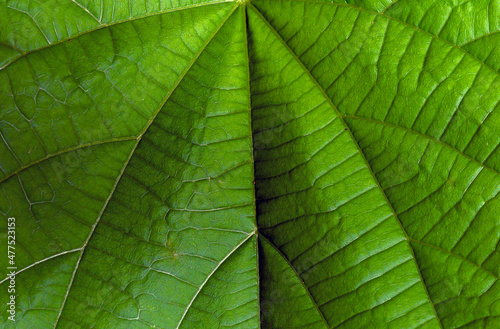 Close up of Tahongai, guest tree (Kleinhovia hospita), known as Timoho (Java, Indonesia) green leaves