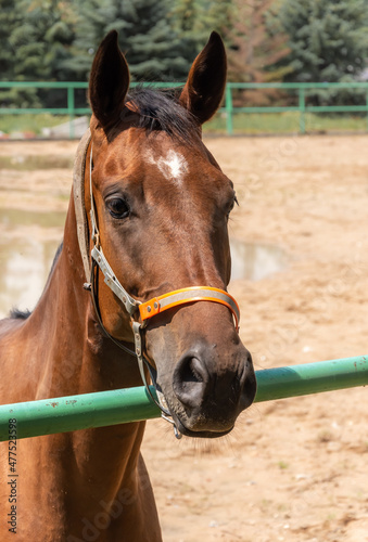 View of portrait of a brown horse close-up 