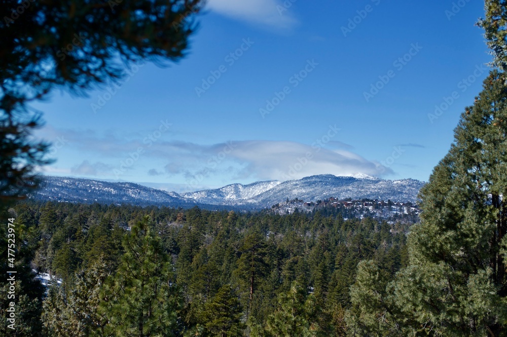 Fototapeta premium A Walk in a Winter Forest
