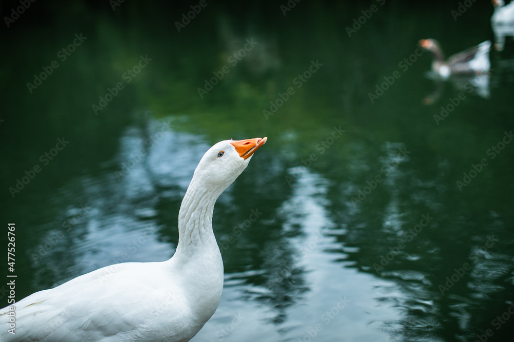 Barnacle goose on water. Cute beautiful waterbird. High quality photo