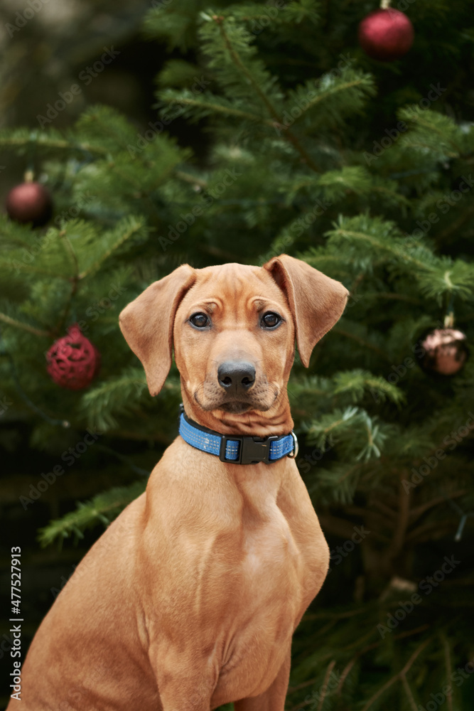 Rhodesian Ridgeback dog puppy sits in front of christmas tree with red baubles.