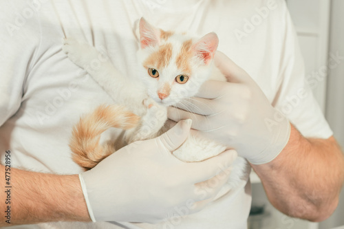 Fototapeta Naklejka Na Ścianę i Meble -  Male veterinarian in gloves and T-shirt holds white and ginger kitten in his arms for medical examination