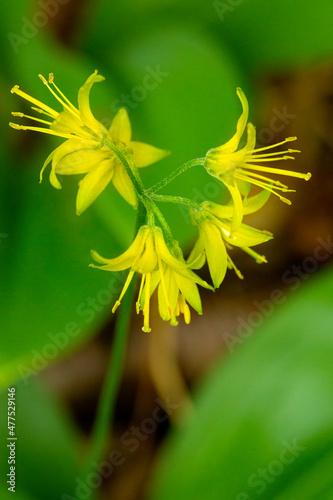 Bright yellow flowers of bluebead on summit of Mt. Kearsarge.