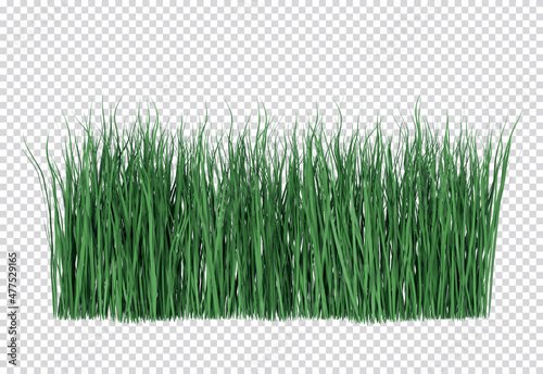Fotografie, Obraz Front view reed grass 3d rendering transparent