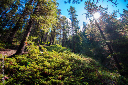 Sunlight in forest